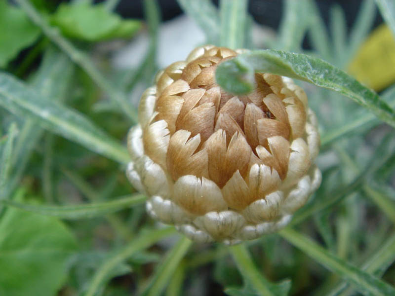 Rhaponticum coniferum photo